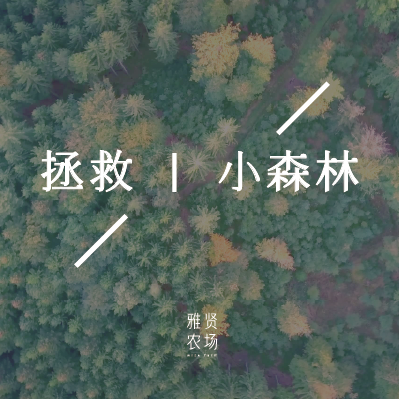 【雅贤农场】拯救小森林